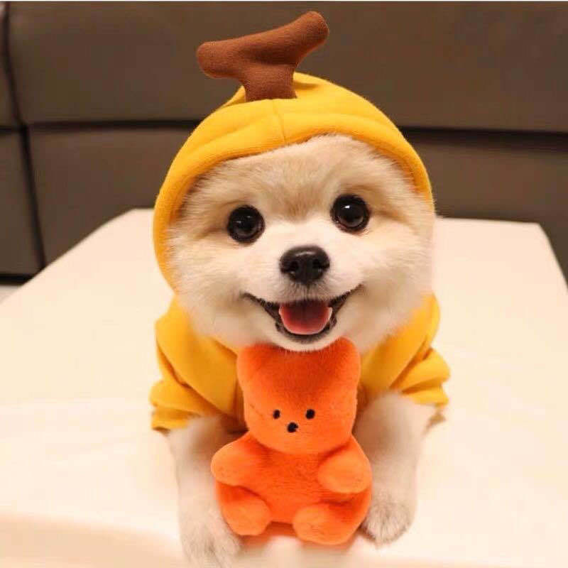 Small dog wearing a fruit-themed fleece hoodie
