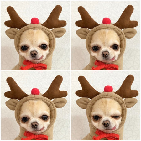 Small dog wearing a fruit-themed fleece hoodie
