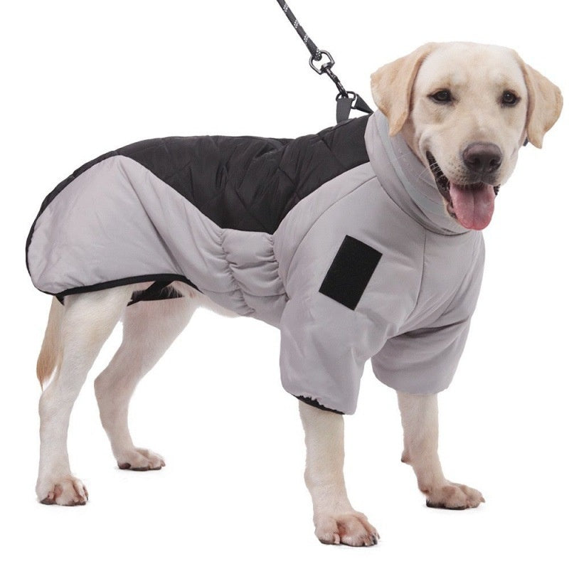 Large dog wearing padded winter coat