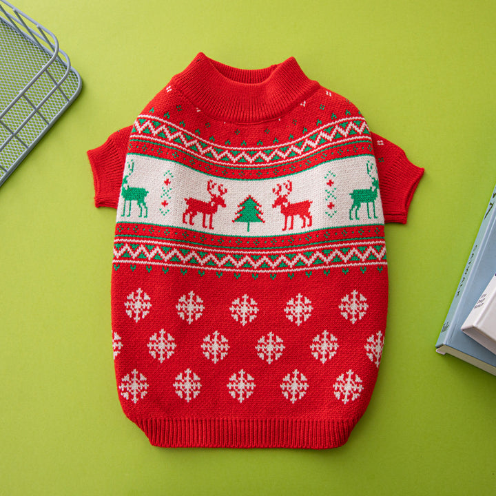 Small dog in knitted Christmas sweater