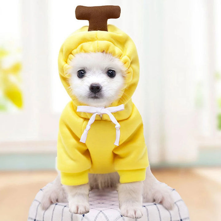 Small dog wearing a fruit-themed fleece hoodie